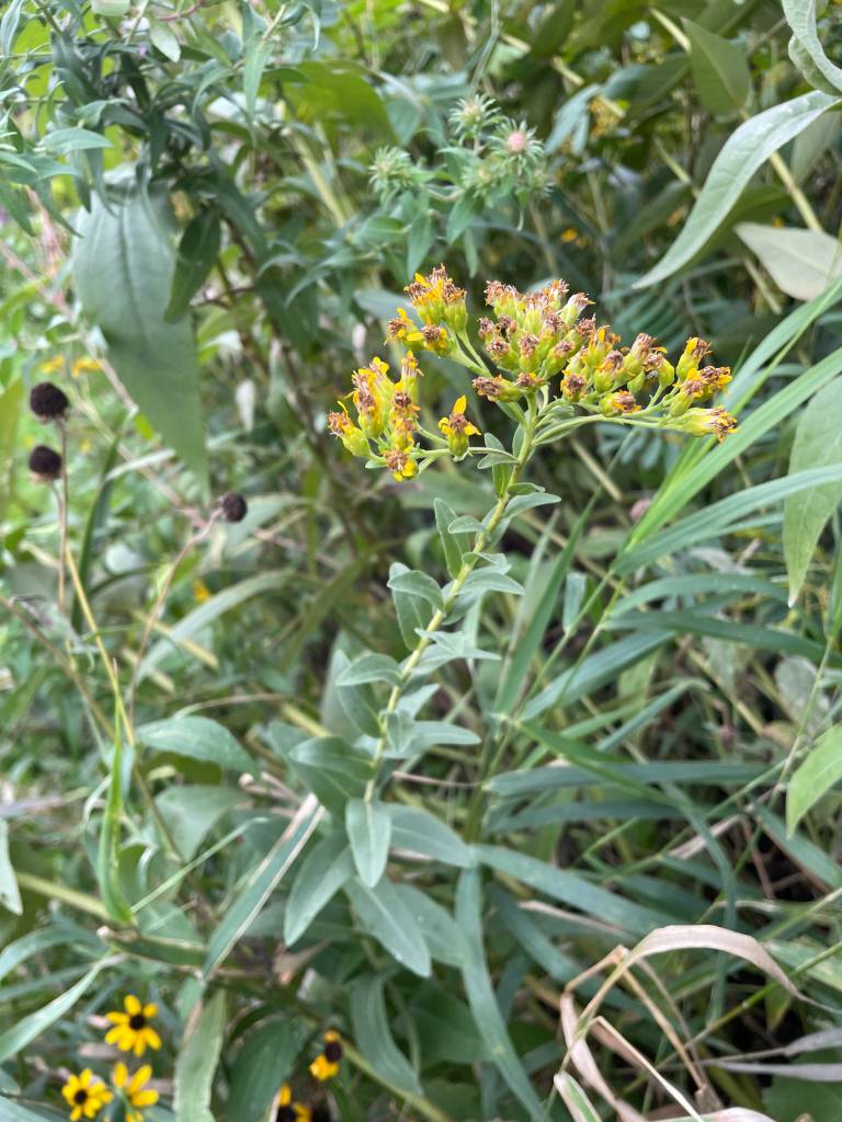 Plant name: Goldenrod  Solidago rigida 